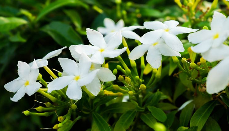 diy flower face packs,face packs to get instant glow,beauty tips,beauty hacks,flower face packs