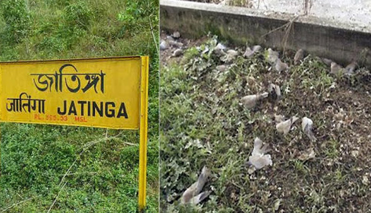 jatinga bird suicides,mystery of the jatinga bird suicides,jatinga,weird stories