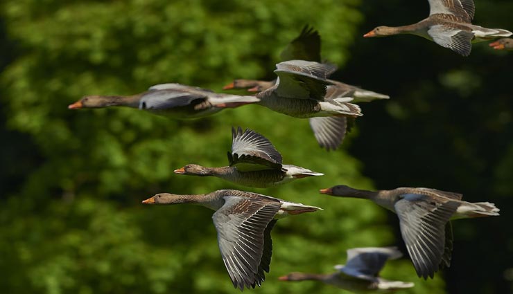 इंसान नहीं इस गाँव में पक्षी करते हैं सुसाइड!