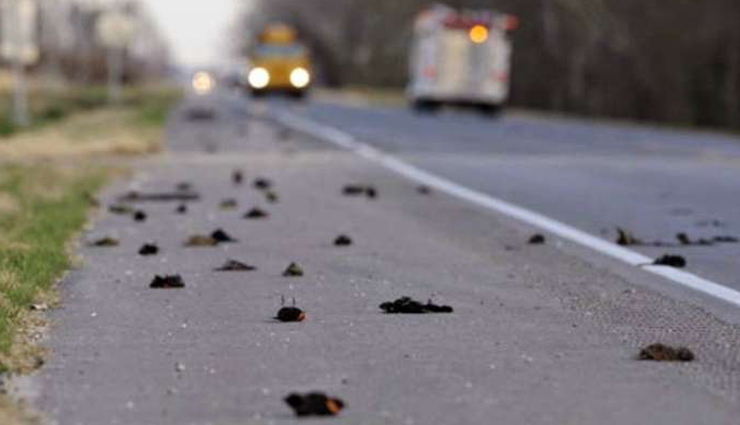 Unsolved Mystery of The Jatinga Bird Suicides