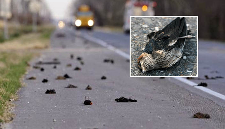 jatinga bird suicides,mystery of the jatinga bird suicides,jatinga,weird stories