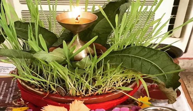 नवरात्रि 2020 : मां दुर्गा की आराधना में जौ अनिवार्य, आने वाले वक्त का देते हैं संकेत astrology tips,astrology tips in hindi,navratri 2020,durga pooja,importance of barley seeds