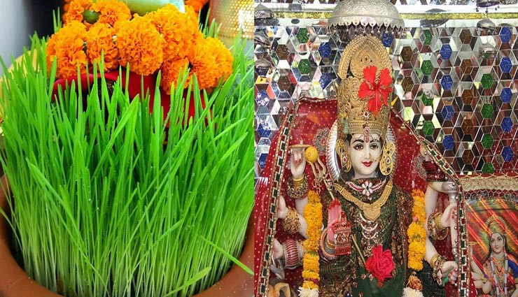 नवरात्रि 2020 : मां दुर्गा की आराधना में जौ अनिवार्य, आने वाले वक्त का देते हैं संकेत astrology tips,astrology tips in hindi,navratri 2020,durga pooja,importance of barley seeds