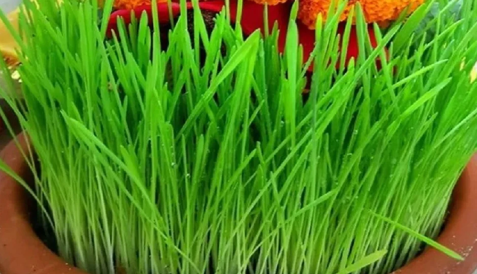 नवरात्रि के बाद जवार का क्या करें? जानें परंपरा, महत्व और उपाय