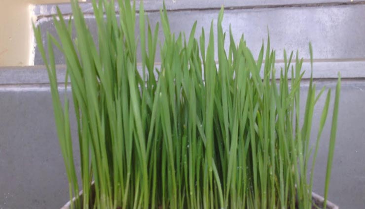 Navratri 2020 : जवारों के रंग से पता करें मां प्रसन्न हुईं या नहीं astrology tips,astrology tips in hindi,navratri 2020,matarani,mata ke jaware