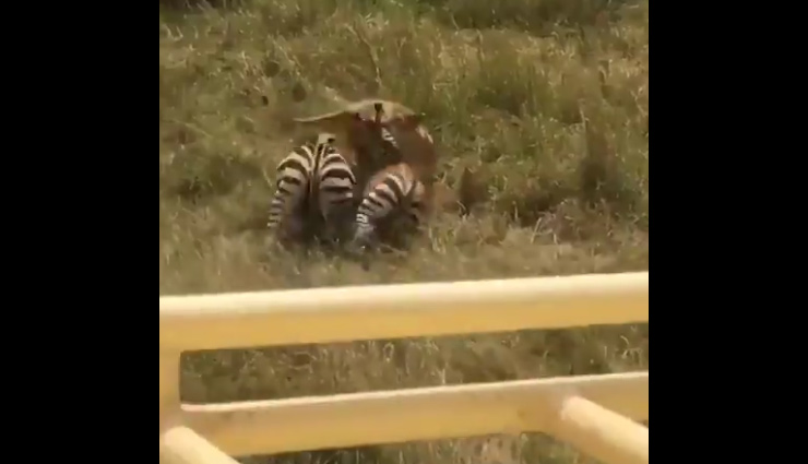 अपने बच्चे की जान बचाने के लिए शेर से भिड़ गई जेबरा की मां, फिर जो हुआ देखे वीडियो में...