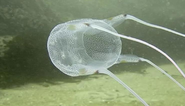 weird news,weird information,weird creatures,dangerous and poisonous