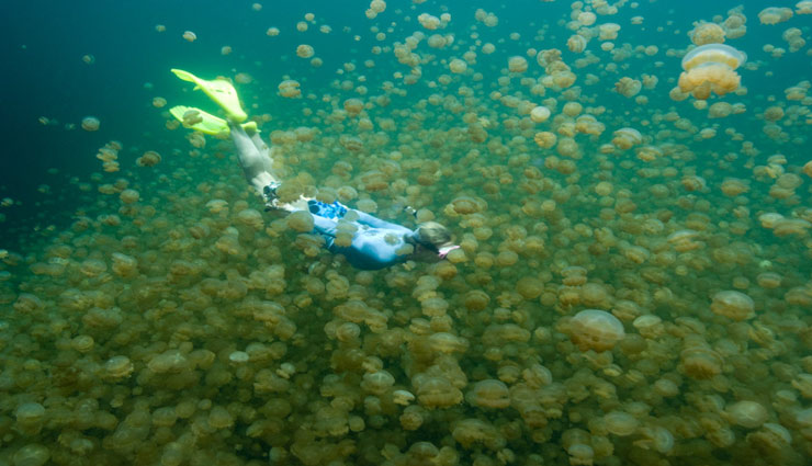 एनिमल लवर्स के लिए किसी जन्नत से कम नहीं है ये जगह, एक बार तो जरूर जाए यहाँ animal places,animal lovers,folks village,rabit island,jelly fish lake,crab island