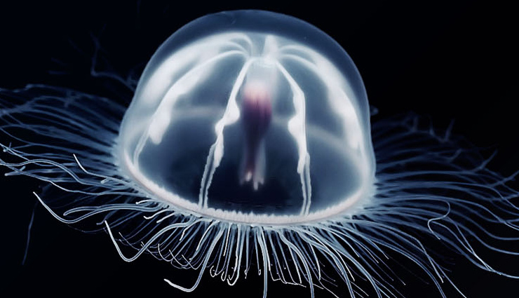 have you seen these 10 amazing transparent animals,unique animals in the world,transparent animals in the world,amazing animals in the world,must see animals in the world