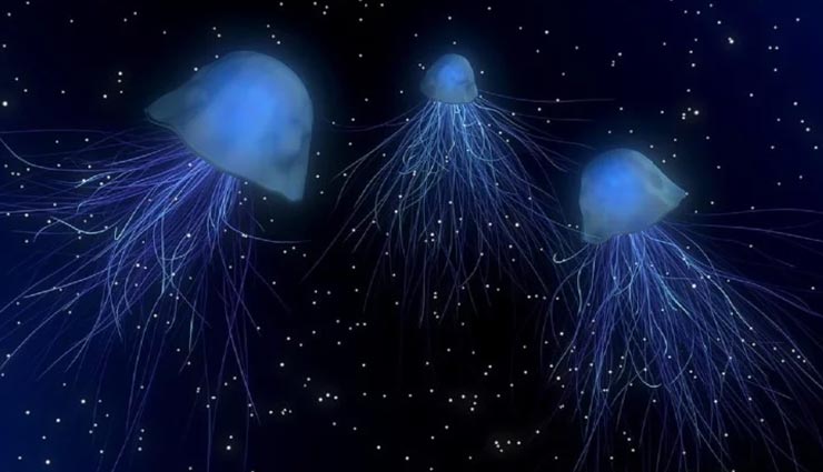 इस रहस्यमय जीव को मिला हैं 'अमरता का वरदान', कटने के बाद भी रहता है जिंदा weird news,weird creature,immortal jellyfish,jellyfish who never dies,mysterious creature