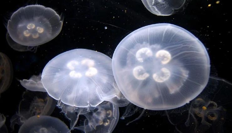 weird news,weird creature,mysterious creature,jellyfish