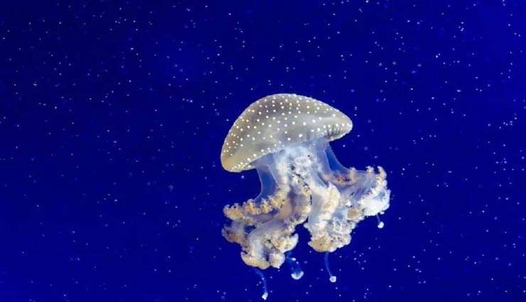 इस रहस्यमय जीव को मिला हैं 'अमरता का वरदान', कटने के बाद भी रहता है जिंदा