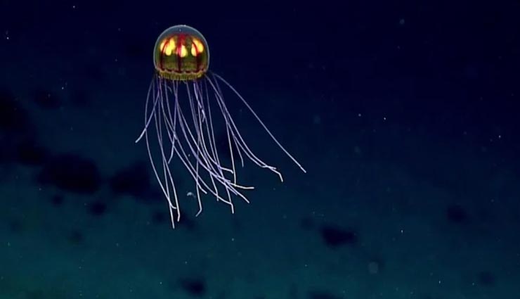 weird news,weird creature,mysterious creature,jellyfish