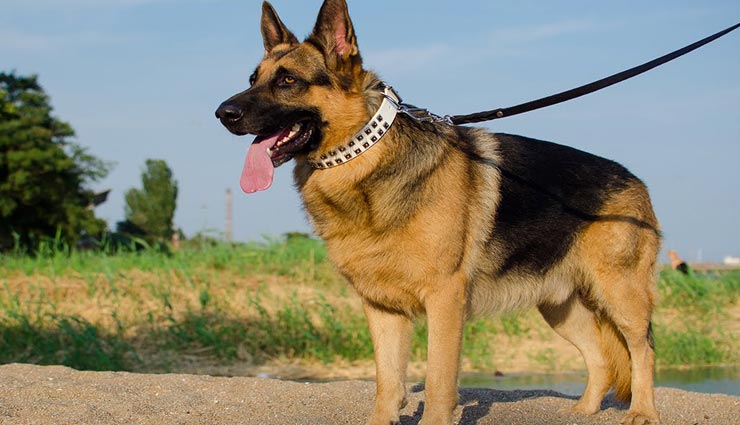 weird dogs,dangerous dogs,world most dangerous dogs,banned on dogs