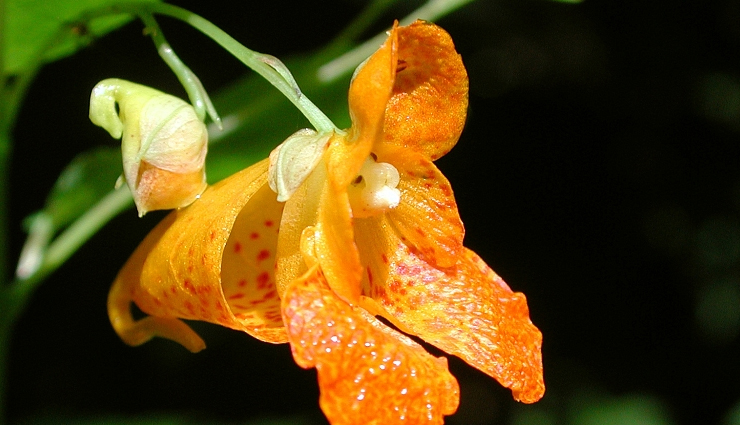 poison oak itching remedies,home remedies for poison oak itch,treating poison oak itching naturally,how to relieve poison oak itch,natural remedies for poison oak rash,itchy skin relief for poison oak,home treatment for poison oak irritation,effective poison oak itch remedies,quick relief for poison oak itching,safe home remedies for poison oak rash