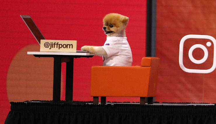 मार्क जकरबर्ग की कॉन्फ्रेंस में इस कुत्ते ने लूटी महफिल, तीन बार जीत चुका है गिनीज बुक वर्ल्ड रिकॉर्ड 