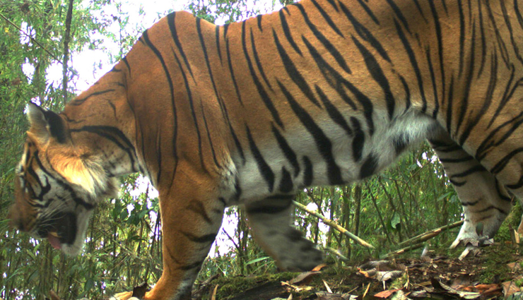 places to spot tigers,spotting tigers around the world,best tiger safari destinations,tiger-watching locations globally,top spots to see tigers in the wild,where to find tigers in the world,tiger sighting hotspots,best tiger habitats for wildlife enthusiasts,famous tiger reserves around the globe,exciting tiger-spotting locations worldwide