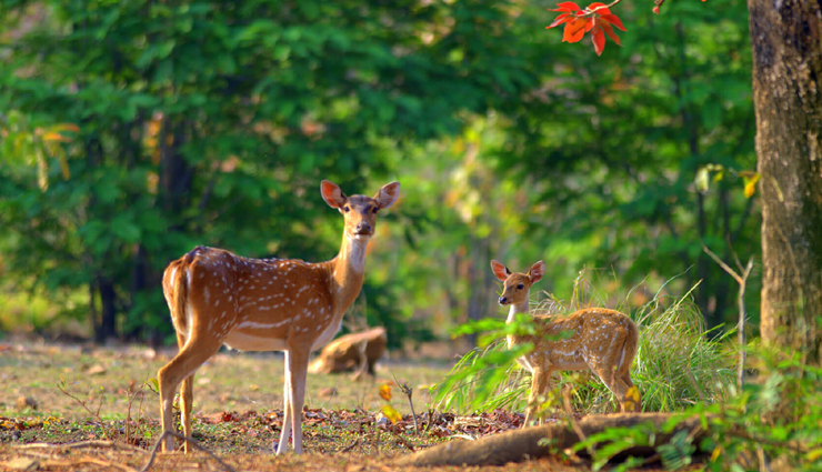 wildlife safaris,adventorus wildlife safari,north india,travel,tourism,india tourism,tourist places in india