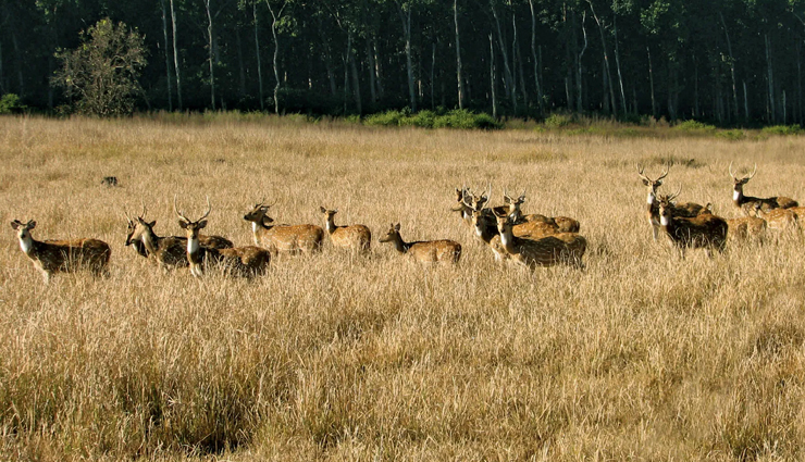 jim corbett national park facts,interesting facts about jim corbett,unknown facts about jim corbett national park,jim corbett wildlife facts,jim corbett national park history,jim corbett tiger reserve facts,lesser-known facts about jim corbett,jim corbett national park animals,corbett national park safari facts,jim corbett travel guide,surprising facts about jim corbett national park,why jim corbett national park is famous,hidden facts about jim corbett national park,jim corbett’s role in wildlife conservation,best time to visit jim corbett national park