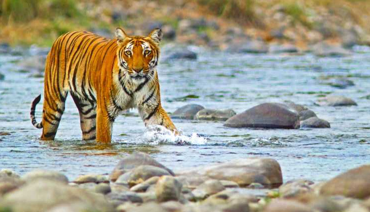 national parks in india,jungle safari in india,wildlife sanctuaries in india,best national parks for jungle safari,wildlife tourism in india,top wildlife destinations in india,best national parks for wildlife photography,bird watching in national parks of india,jeep safari in indian national parks,wildlife adventure in india