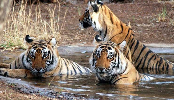 1936 में लुप्तप्राय बंगाल बाघ की रक्षा के लिए स्थापित किया गया था - 'जिम कॉर्बेट राष्ट्रीय उद्यान'