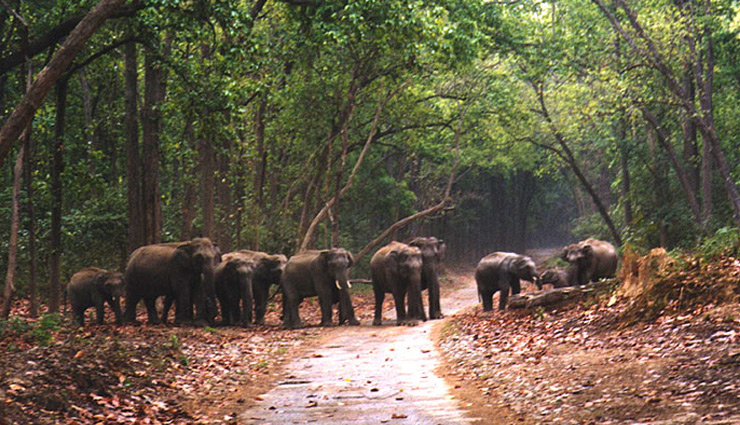 jim corbett,about corbett national park,jim corbett national park,uttarakhand,travel,tourism,best time to visit jim corbett national park,holidays,travel tips