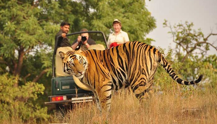 jim corbett,about corbett national park,jim corbett national park,uttarakhand,travel,tourism,best time to visit jim corbett national park,holidays,travel tips