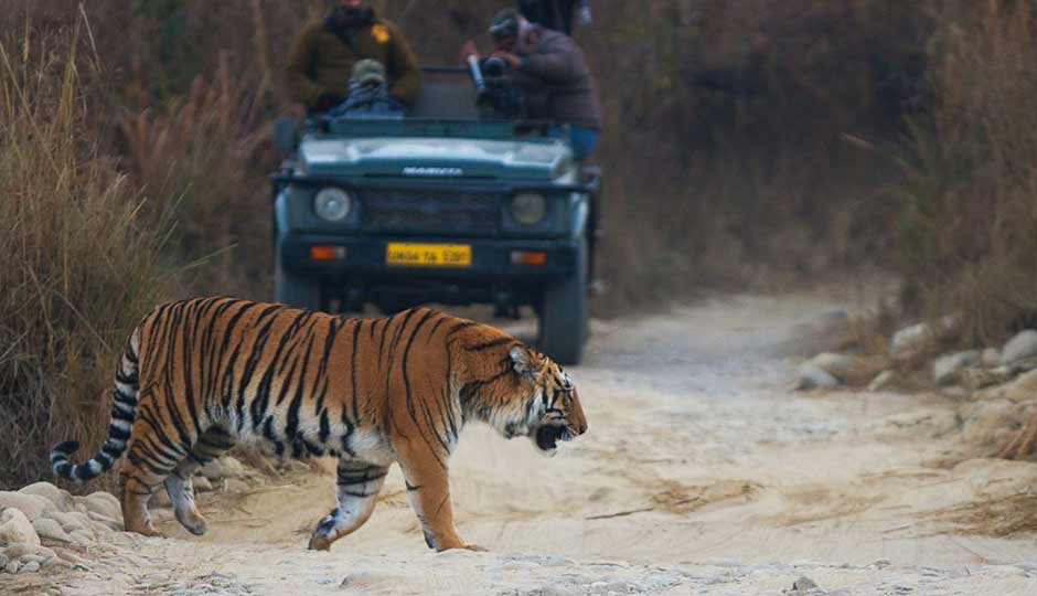 6 Best Safari Zones To Visit in Jim Corbett National Park
