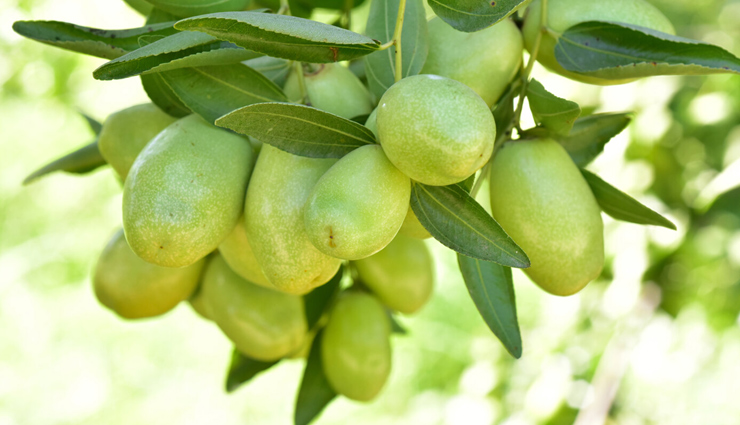 jojoba oil,jojoba oil to treat acne scars,jojoba oil beauty benefits,jojoba oil beauty,skin care tips,skin care,acne skin care tips,acne skin,acne infection,skin,beauty