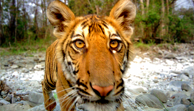 national parks in bhutan,wildlife sanctuaries in bhutan,bhutan natural wonders: national parks and wildlife sanctuaries,explore bhutan national parks and wildlife sanctuaries,nature retreat: national parks and wildlife sanctuaries in bhutan,bhutan biodiversity hotspots: national parks and wildlife sanctuaries,discovering wildlife in bhutan national parks,get close to nature in bhutan wildlife sanctuaries,bhutan travel: must-visit national parks and wildlife sanctuaries,conservation and adventure: bhutan national parks and wildlife sanctuaries