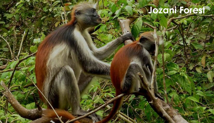 tanzania,attractions in tanzania,tanzania travel,tourist places in tanzania,lake manyara,matema beach,the big five,prison island,mount meru,house of wonders,serengeti hippo pool,arusha cultural heritage centre,the annual wildebeest migration,jozani forest,travel,holidays