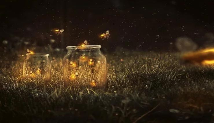 आखिर किस कारण से चमकते हैं रात में जुगनू? जानें इसका रहस्य