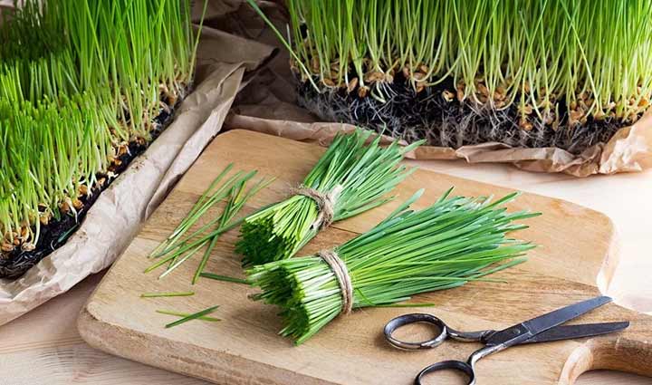 full of nutrients wheatgrass juice,food,easy recipe