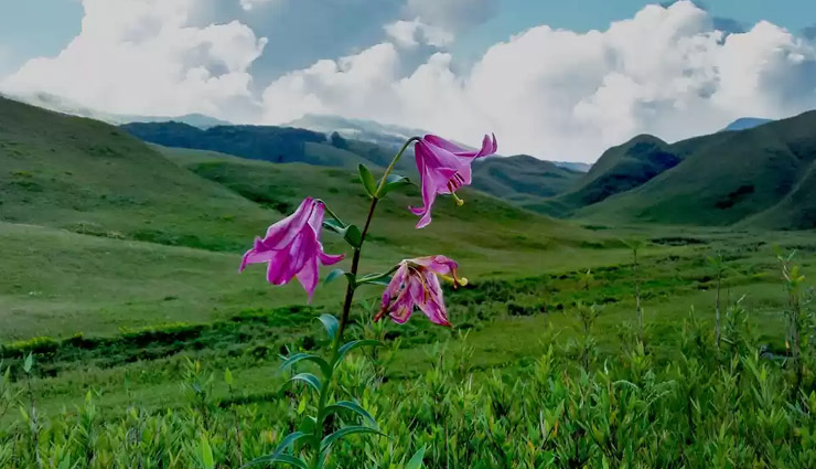 प्राकृतिक सौंदर्य और सांस्कृतिक धरोहर का अद्भुत संगम: कोहिमा tourist places in kohima,kohima tourist attractions,places to visit in kohima,best tourist spots in kohima,kohima sightseeing,kohima travel guide,nagaland tourism,historical places in kohima,nature spots in kohima,famous landmarks in kohima,cultural sites in kohima,top places to see in kohima,trekking in kohima,kohima war cemetery,kohima travel tips,kohima tourism places,unexplored places in kohima,hornbill festival kohima,kohima tourism nagaland,must-visit places in kohima