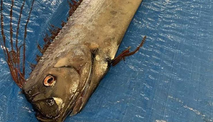 weird news,weird fish,jumbo bhetki fish,fisherman caught 18 kg fish ,अनोखी खबर, अनोखी मछली, जंबो भेटकी मछली, मछुआरे ने पकड़ी 18 ककिलो की मछली