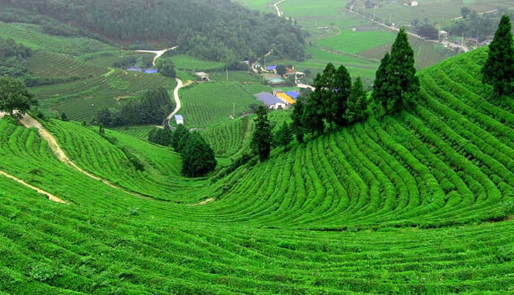 pelling,sikkim,coonoor,tamil nadu,devikulam,kerala,matheran,maharashtra,cherrapunji,meghalaya,places to visit in india,june destination in india,india