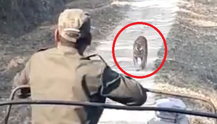 जंगल में गाड़ी को देख जोर-जोर से दहाड़ मारने लगा बाघ, लोग बोले- 'पीछे करो, पीछे करो...' देखे वीडियो