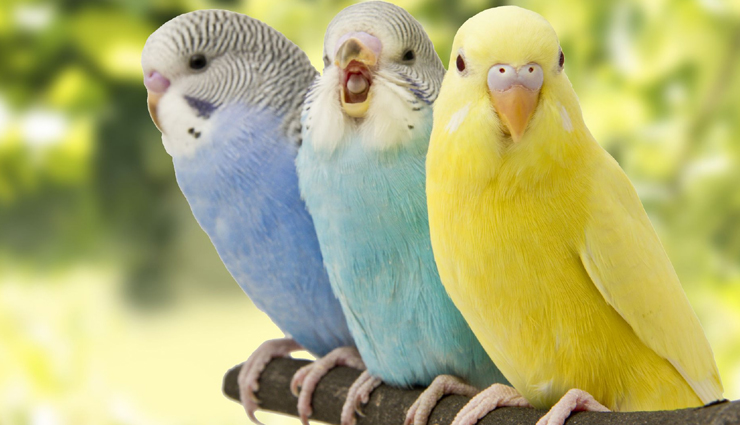 15 Species of Jungle Birds You Can Spot  in India