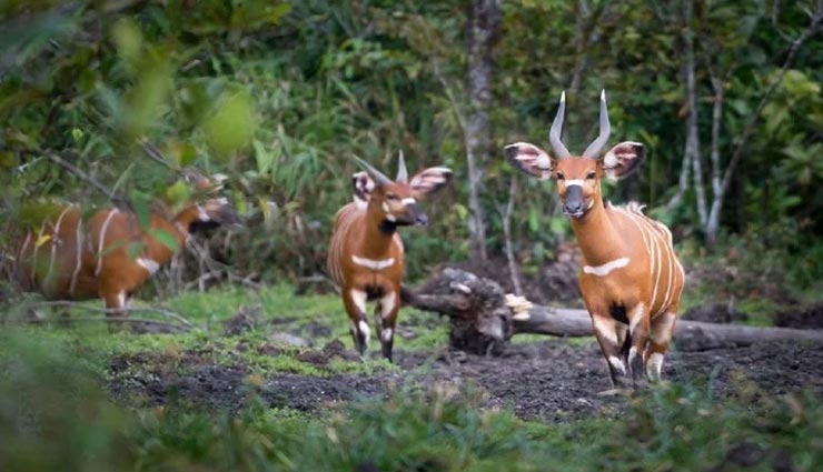 दुनिया के इस जंगल के कई हिस्सों में इंसानों का पहुंच पाना नामुमकिन weird news,weird information,interesting facts,congo rainforests