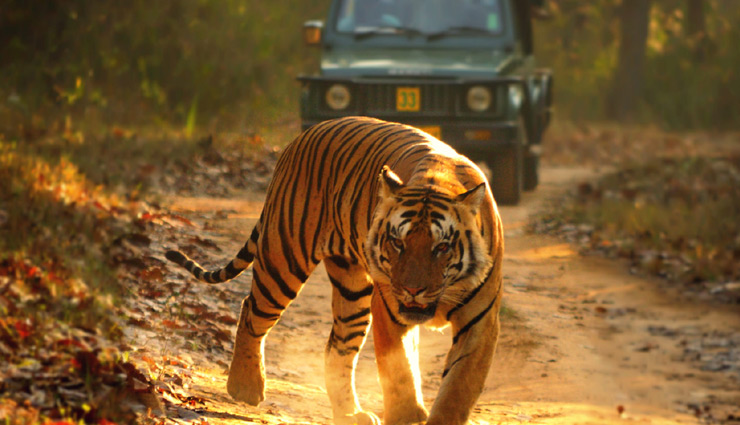 लेना चाहते हैं जंगल सफारी का मजा तो घूम आए भारत के ये 6 नेशनल पार्क