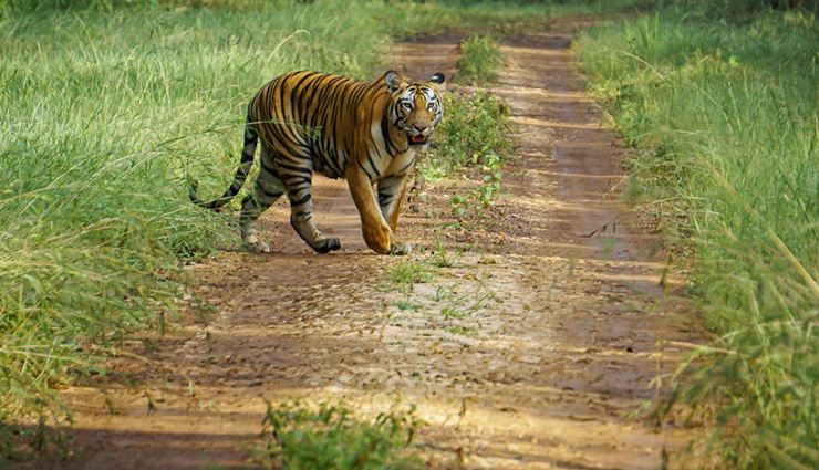 offbeat jungle safaris,jungle safaris,jungle safaris in india,india,pobitora wildlife sanctuary,assam,achanakmar tiger reserve,chhattisgarh,periyar wildlife sanctuary,kerala,kabini wildlife sanctuary,karnataka,mahatma gandhi marine national park,andaman islands