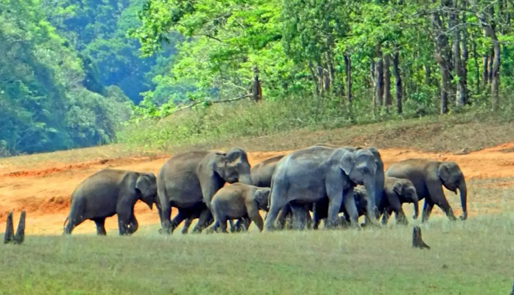 offbeat jungle safaris,jungle safaris,jungle safaris in india,india,pobitora wildlife sanctuary,assam,achanakmar tiger reserve,chhattisgarh,periyar wildlife sanctuary,kerala,kabini wildlife sanctuary,karnataka,mahatma gandhi marine national park,andaman islands