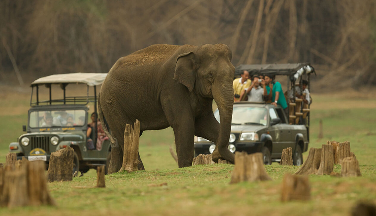 offbeat jungle safaris,jungle safaris,jungle safaris in india,india,pobitora wildlife sanctuary,assam,achanakmar tiger reserve,chhattisgarh,periyar wildlife sanctuary,kerala,kabini wildlife sanctuary,karnataka,mahatma gandhi marine national park,andaman islands