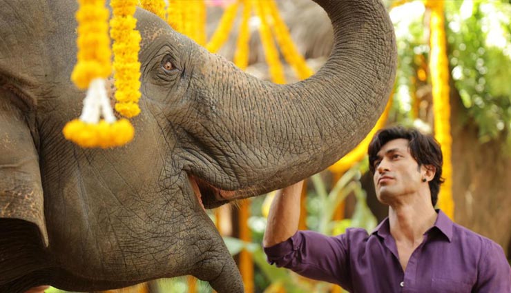 junglee,junglee box office collection,junglee box office report,vidyut jammwal,commando 3,jundh,amitabh bachchan,bollywood,bollywood news hindi,bollywood gossips hindi