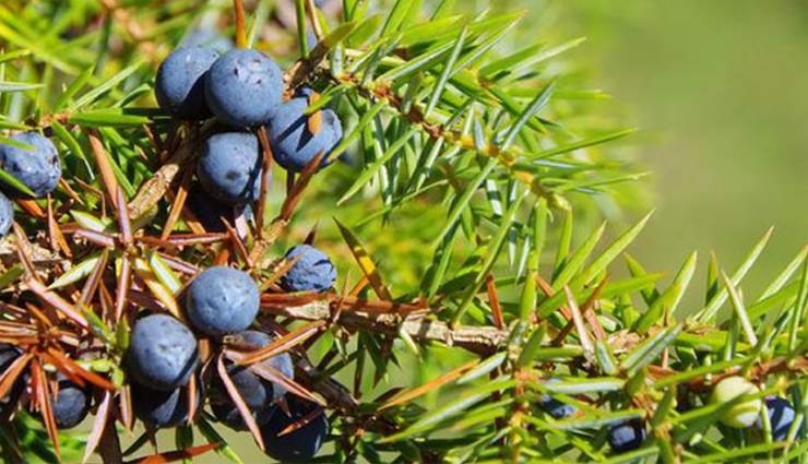 remedies to get rid off cellulite,tips to get rid of cellulite,beauty tips,beauty hacks,cellulite remedies