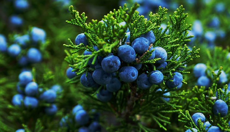 anorexia nervosa treatment,home remedies for anorexia nervosa,natural remedies for anorexia nervosa,anorexia nervosa recovery tips,anorexia nervosa cure,anorexia nervosa diet plan,anorexia nervosa therapy,anorexia nervosa herbal remedies,holistic remedies for anorexia nervosa,anorexia nervosa remedies for appetite stimulation,anorexia nervosa remedies for weight gain,anorexia nervosa remedies for depression,anorexia nervosa remedies for anxiety,anorexia nervosa remedies for digestive health,anorexia nervosa remedies for body image issues,anorexia nervosa remedies for nutritional deficiencies,ayurvedic remedies for anorexia nervosa,Health,Health tips