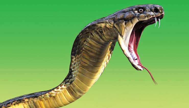 कहीं आप पर तो भारी नहीं हो रहा कालसर्प दोष, लक्षण जान करें ये उपाय astrology tips,astrology tips in hindi,kaalsarp dosh,kaalsarp dosh remedies