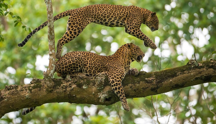 wildlife sanctuaries,wildlife sanctuaries to visit in india,places to visit in india,india