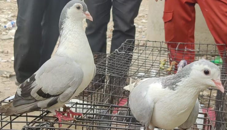 दुनियाभर में खेले जाते हैं ये अजीबो-गरीब खेल, आपको हैरान कर देगी यह जानकारी weird games around the world,unusual sports played globally,bizarre games from different cultures,strange and unique games worldwide,odd sports and competitions across the globe,quirky games played in different countries,unconventional sports events around the world,extraordinary games from various cultures,curious and unusual games played internationally,surprising and peculiar sports worldwide