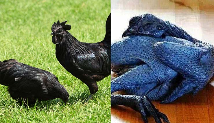 kadaknathchicken,devendra fadnavis,protest,chicken,kadaknath chicken,mahajanadesh yatra,sangali maharashtra,news,news in hindi